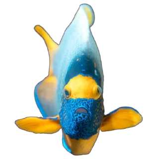 🐠