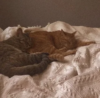 🍂