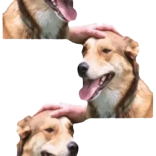 🐶