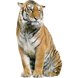 Тигр @stickermodpack