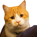 Cats @stickersb2b