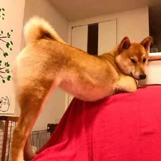 🐶