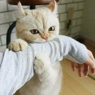 🐈