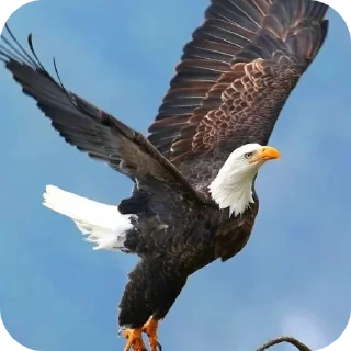 🦅