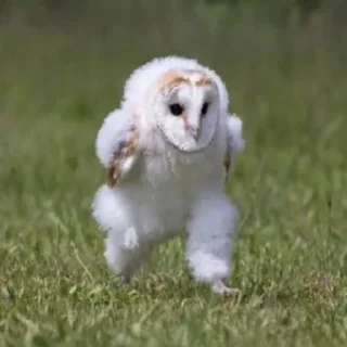 🏃‍♀️