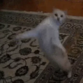 🐱