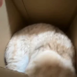 🐾