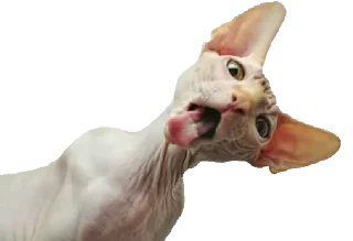 👅