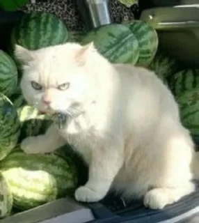 😠