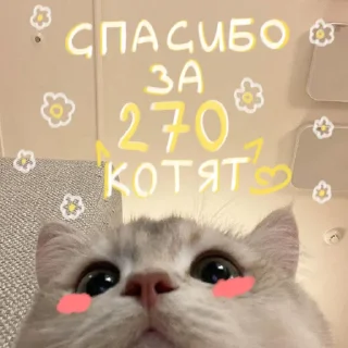 🐱