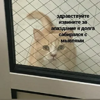 🥺