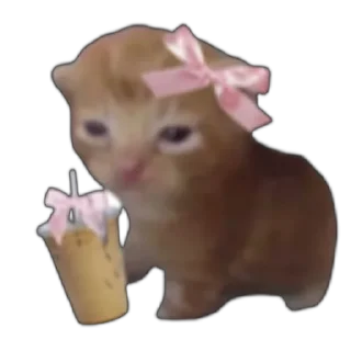 🐱