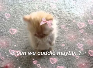🐱