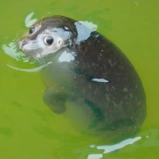 😶