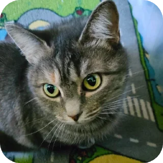 🐱