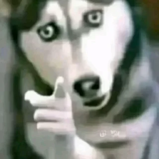 🤍