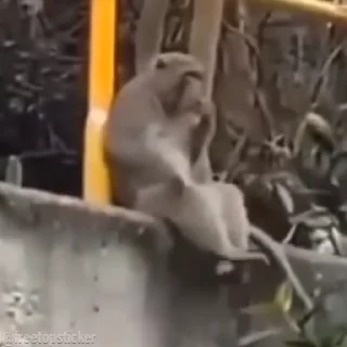 🐵
