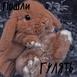 🐰