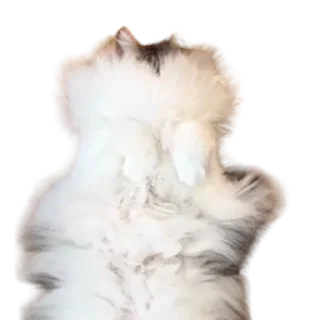 😺