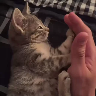 🐾