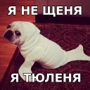 🐶