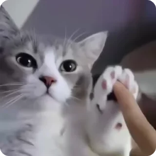 💃