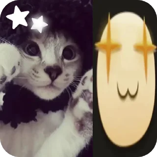 🐱