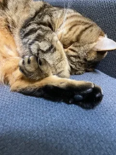 🌟