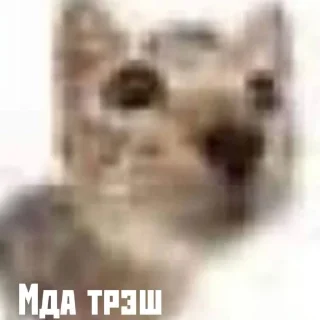 🗿