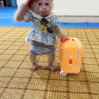 ✈️