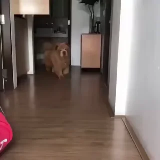 🐶