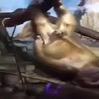 🍆