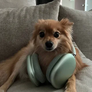 🐾