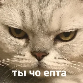 😡
