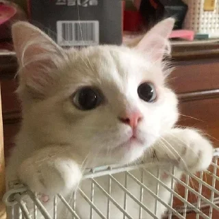 🥺