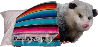 🛌