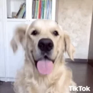 🐶