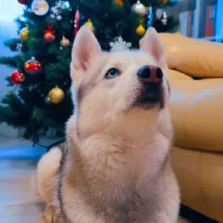 🌟