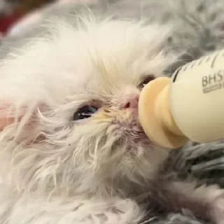 🍼