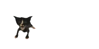 🐈