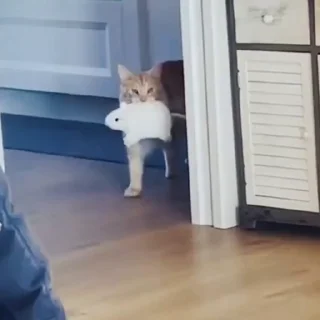 🐈