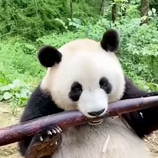 🎋