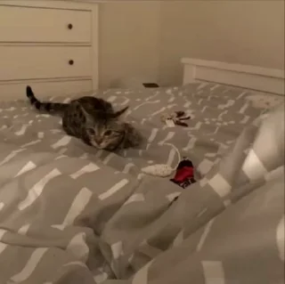 🌟