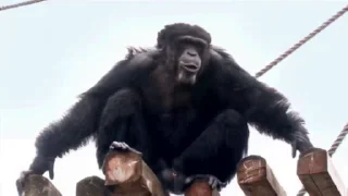 🐒