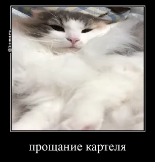 🤩