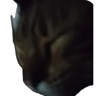 🐱