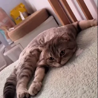 🐈