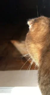 🐈
