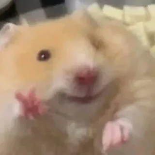 ✌️