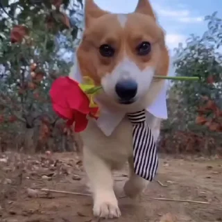 🌷